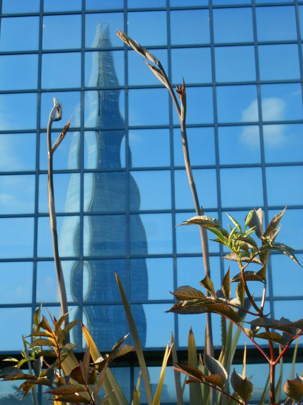 a tall glass building with a tree in front of it
