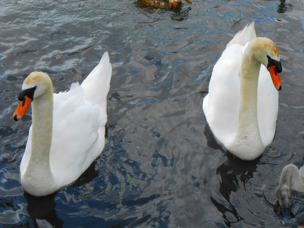 two white swans swimming in a lake next to each other