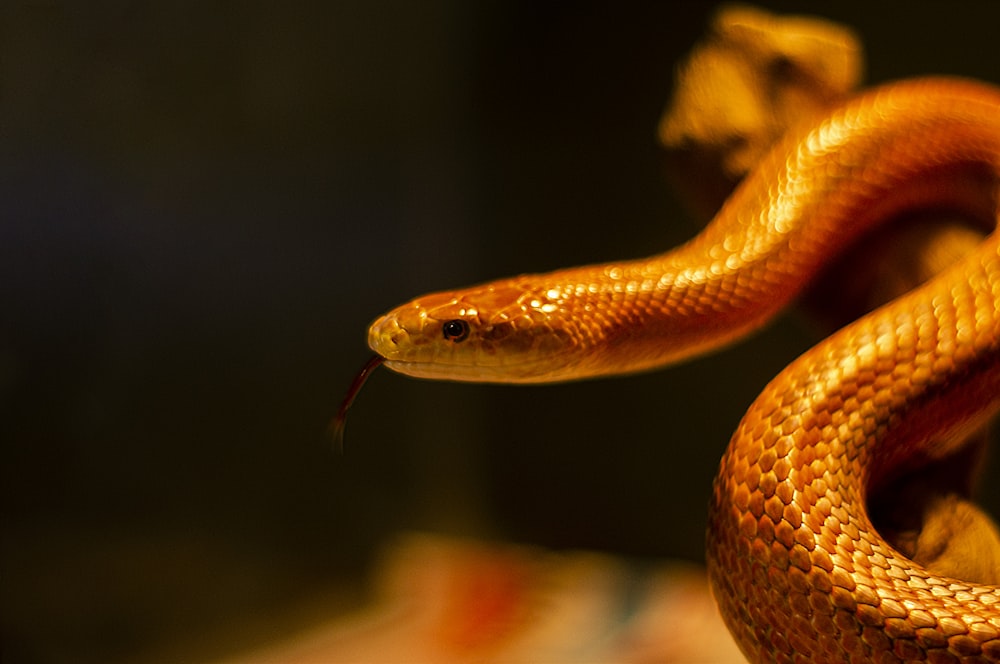 a close up of a snake on a table