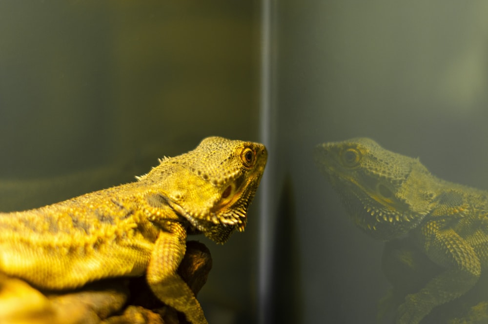 a close up of two lizards in a tank