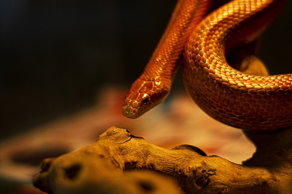 a close up of a snake on a branch