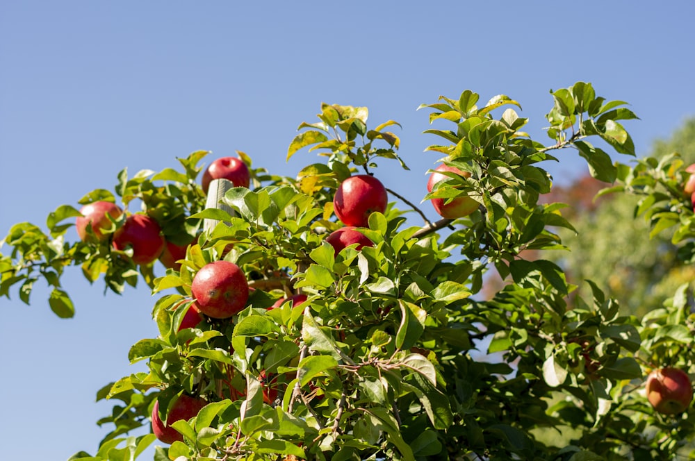 a tree filled with lots of ripe fruit