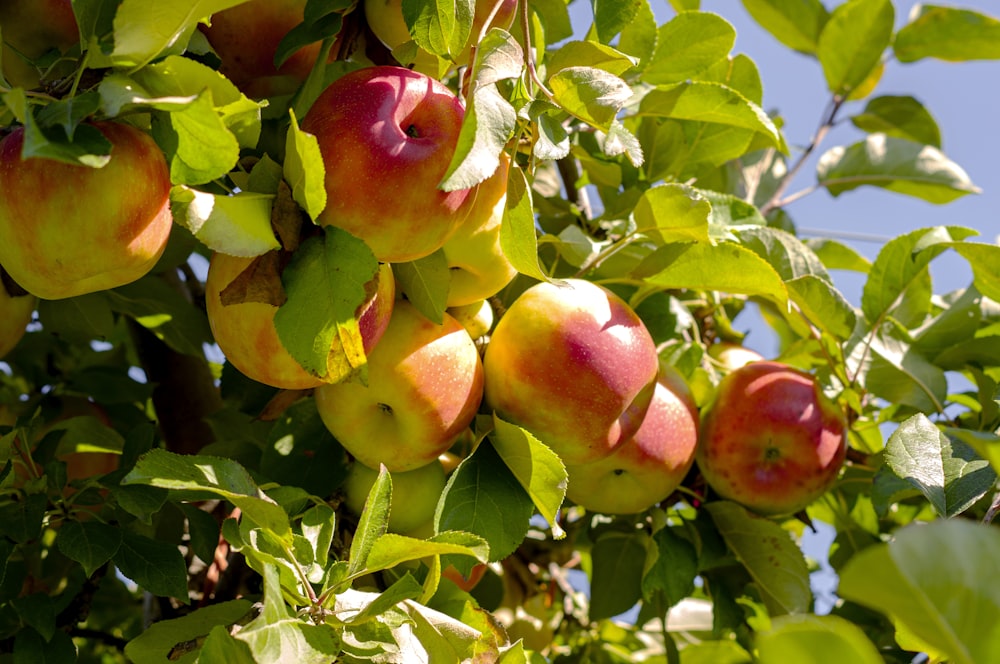 a tree filled with lots of ripe fruit