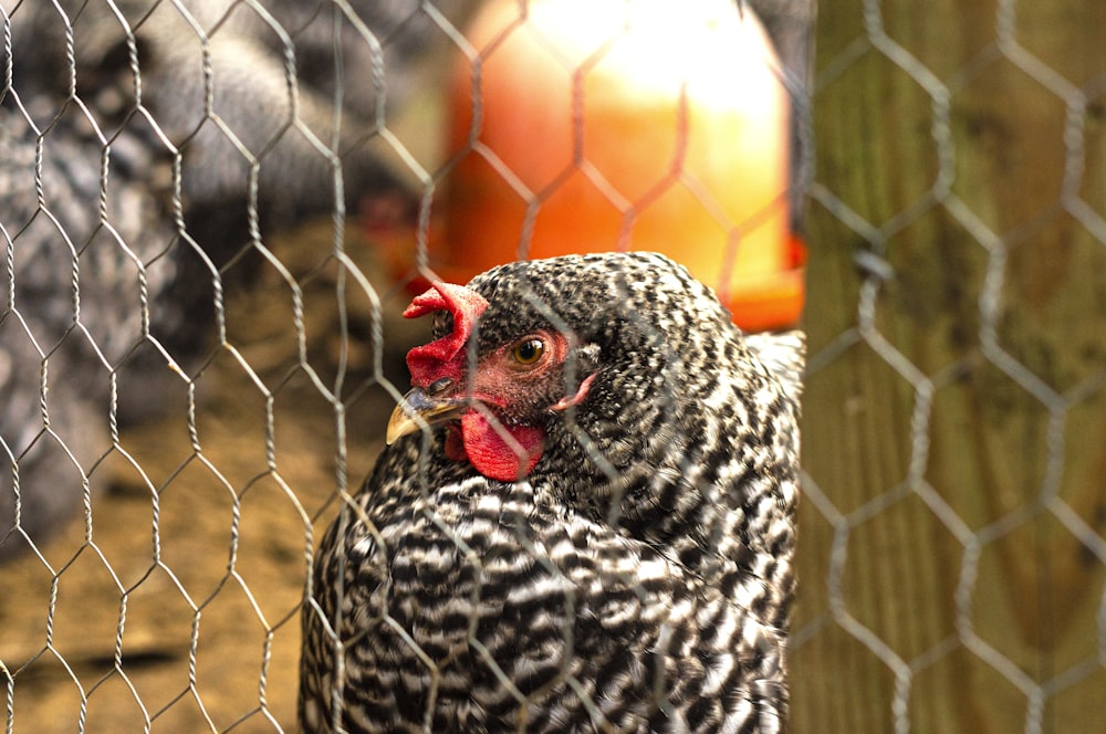 a close up of a chicken behind a fence