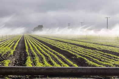 a foggy day in a farm field with sprinklers