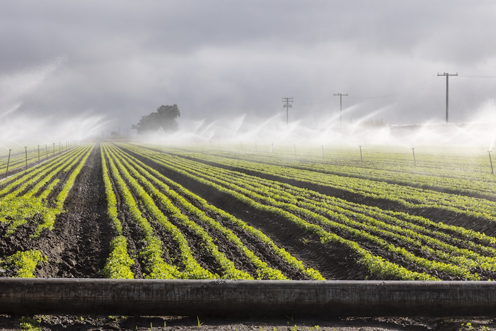 a foggy day in a farm field with sprinklers