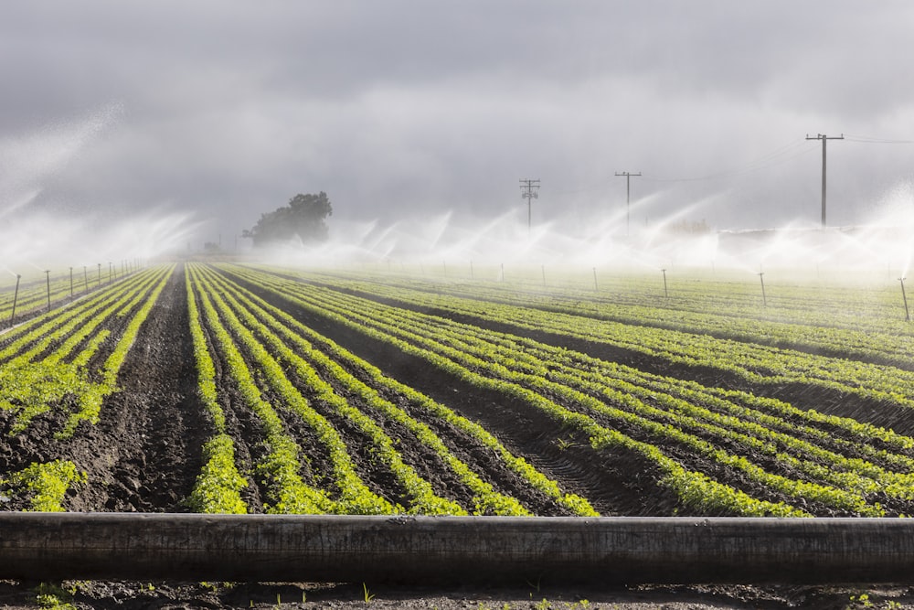 Une journée brumeuse dans un champ agricole avec des arroseurs