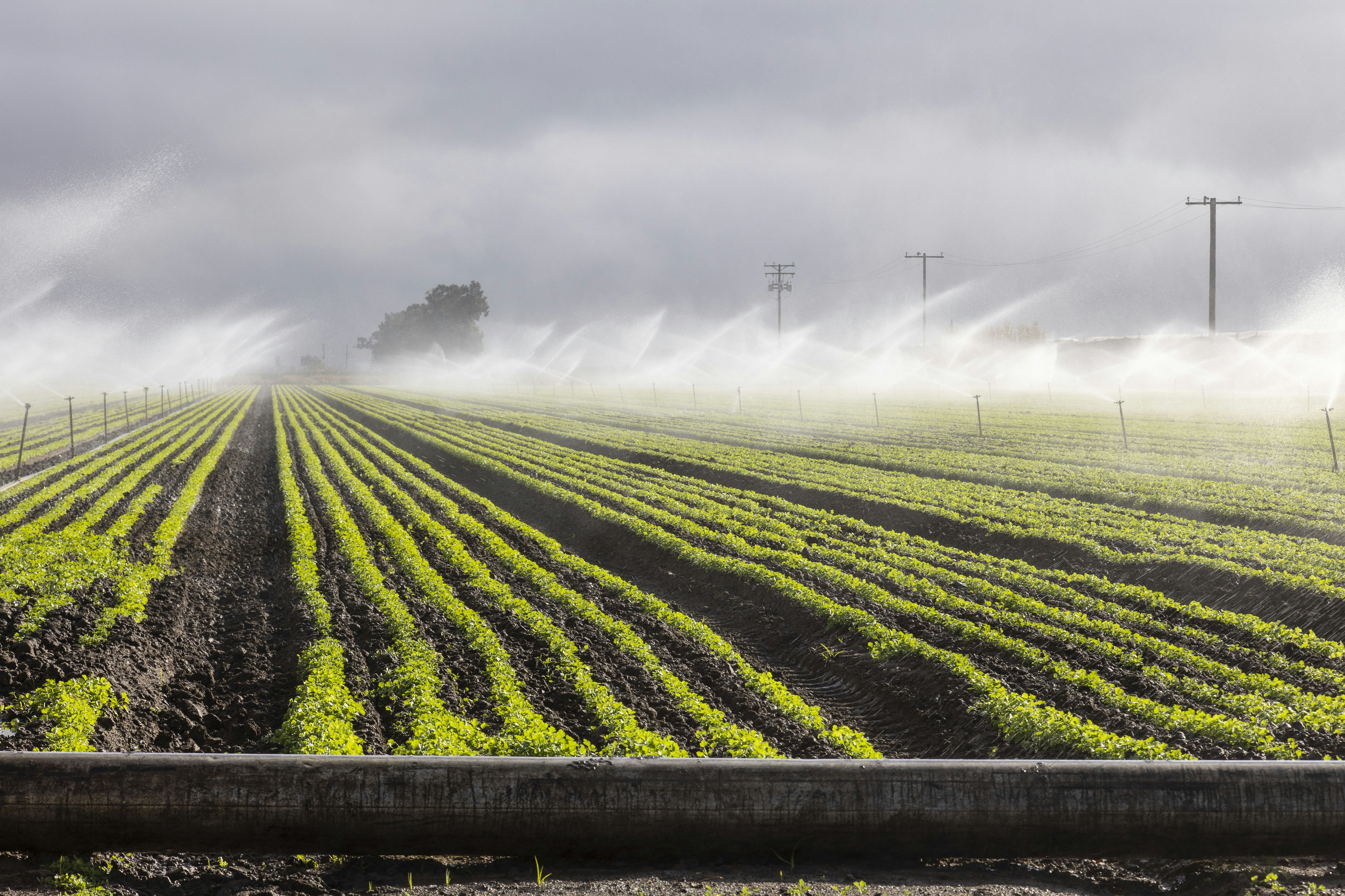 industrial lettuce harvesting machine in California agricultural field