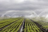 Rows of vibrant green crops in a field are being watered by numerous sprinkler systems, creating arcs of water against a backdrop of cloudy skies. The neat lines of plants and the water mist add a sense of order and calm.