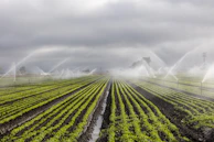 sprinklers spraying water on a field of crops
