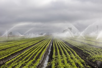 Rows of vibrant green crops in a field are being watered by numerous sprinkler systems, creating arcs of water against a backdrop of cloudy skies. The neat lines of plants and the water mist add a sense of order and calm.
