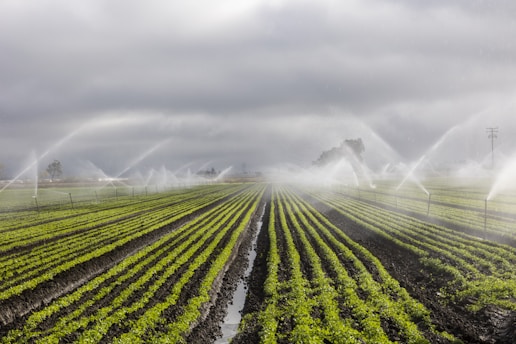 Rows of vibrant green crops in a field are being watered by numerous sprinkler systems, creating arcs of water against a backdrop of cloudy skies. The neat lines of plants and the water mist add a sense of order and calm.
