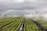 Rows of vibrant green crops in a field are being watered by numerous sprinkler systems, creating arcs of water against a backdrop of cloudy skies. The neat lines of plants and the water mist add a sense of order and calm.