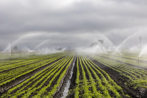 Rows of vibrant green crops in a field are being watered by numerous sprinkler systems, creating arcs of water against a backdrop of cloudy skies. The neat lines of plants and the water mist add a sense of order and calm.