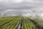 Rows of vibrant green crops in a field are being watered by numerous sprinkler systems, creating arcs of water against a backdrop of cloudy skies. The neat lines of plants and the water mist add a sense of order and calm.