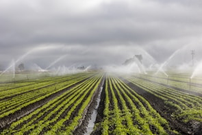 Rows of vibrant green crops in a field are being watered by numerous sprinkler systems, creating arcs of water against a backdrop of cloudy skies. The neat lines of plants and the water mist add a sense of order and calm.