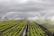 Rows of vibrant green crops in a field are being watered by numerous sprinkler systems, creating arcs of water against a backdrop of cloudy skies. The neat lines of plants and the water mist add a sense of order and calm.