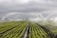 Rows of vibrant green crops in a field are being watered by numerous sprinkler systems, creating arcs of water against a backdrop of cloudy skies. The neat lines of plants and the water mist add a sense of order and calm.