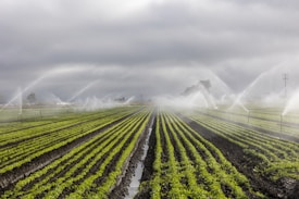 Rows of vibrant green crops in a field are being watered by numerous sprinkler systems, creating arcs of water against a backdrop of cloudy skies. The neat lines of plants and the water mist add a sense of order and calm.