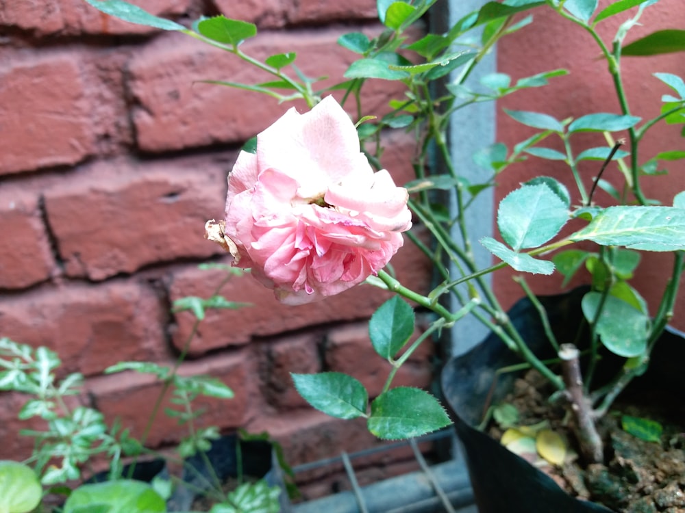 Una rosa rosa sta sbocciando davanti a un muro di mattoni