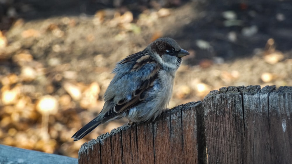 a small bird sitting on top of a wooden fence