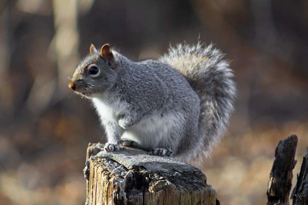 Una ardilla está sentada en el tocón de un árbol