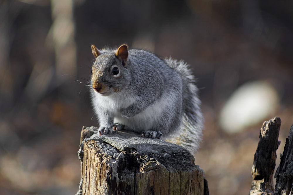 a squirrel sitting on top of a tree stump