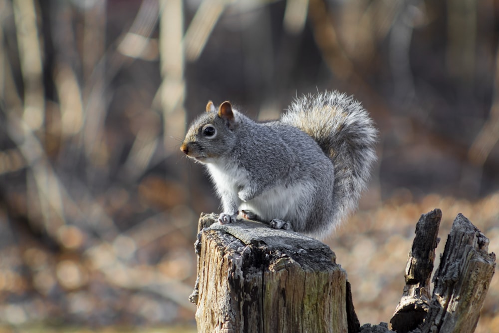 ein Eichhörnchen sitzt auf einem Baumstumpf