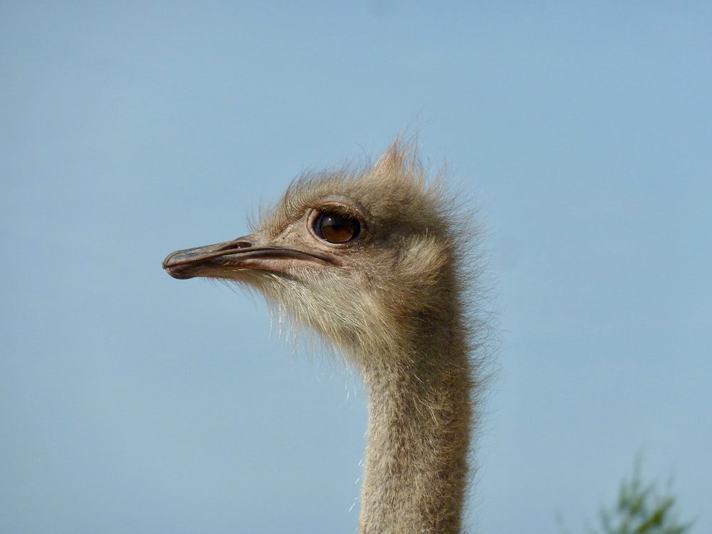 an ostrich looking at the camera with a blue sky in the background