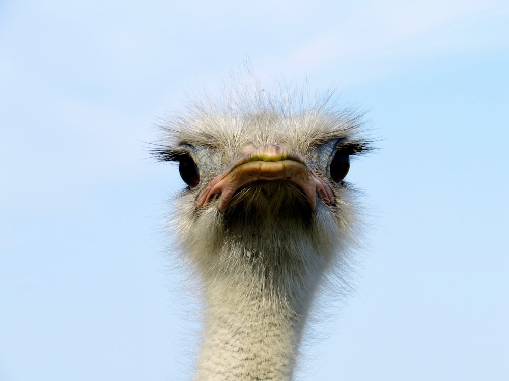 an ostrich's head with a blue sky in the background