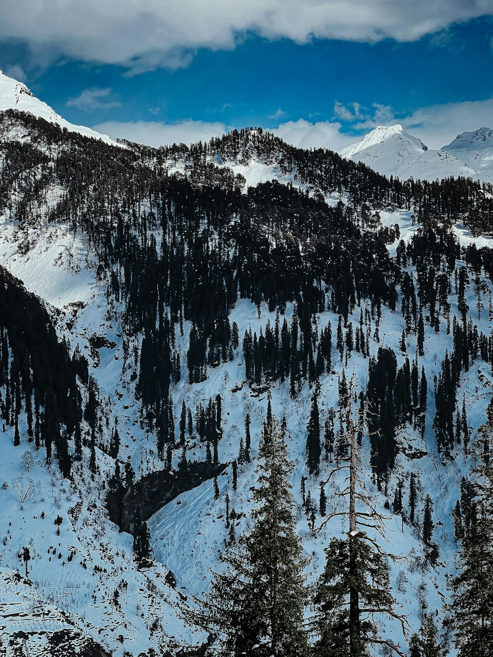 a snow covered mountain with trees on the side