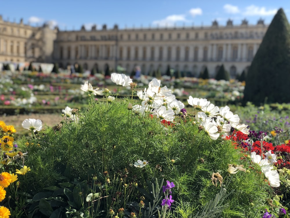 a garden filled with lots of flowers next to a building