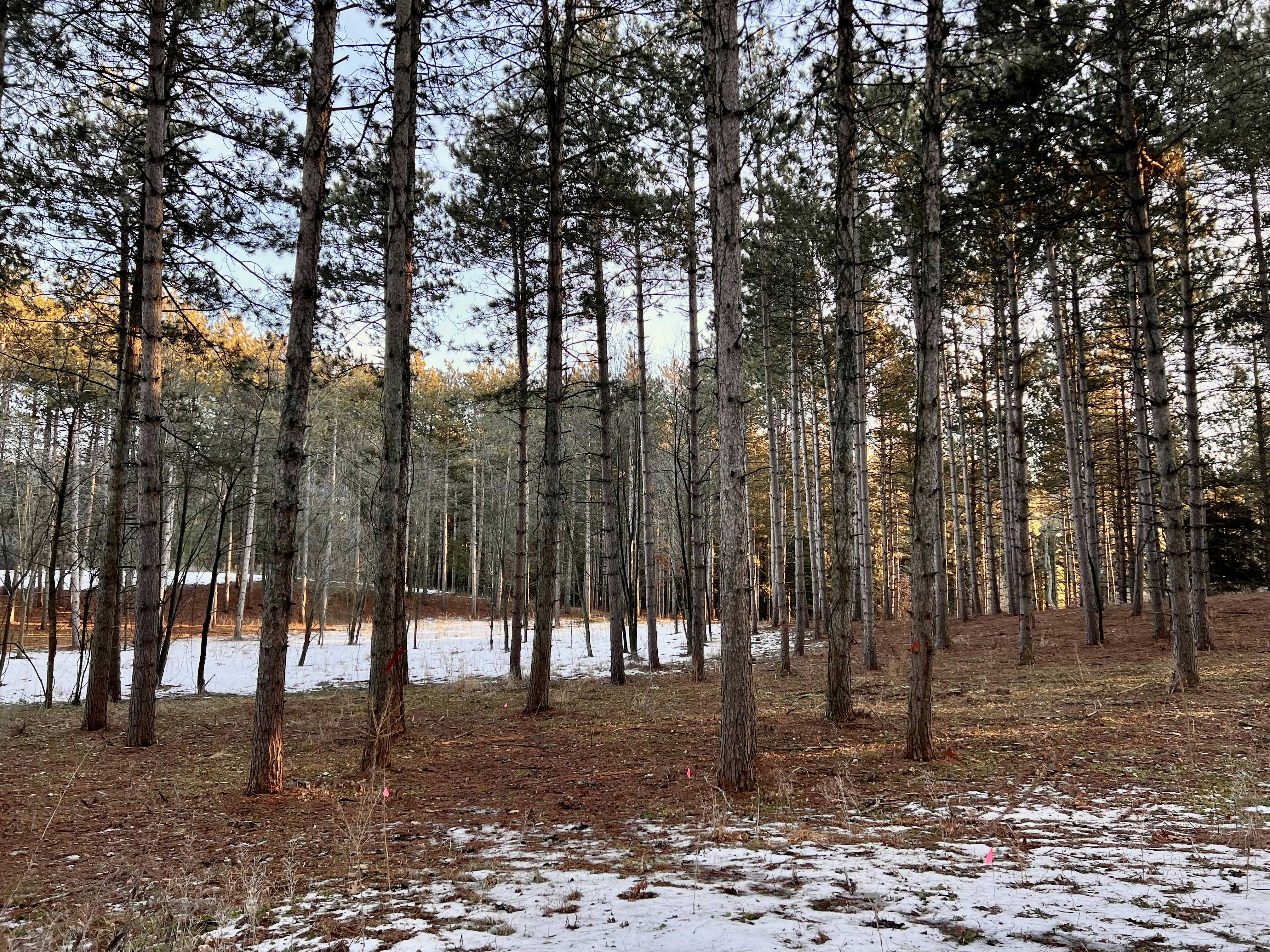 Photo by apaturairis