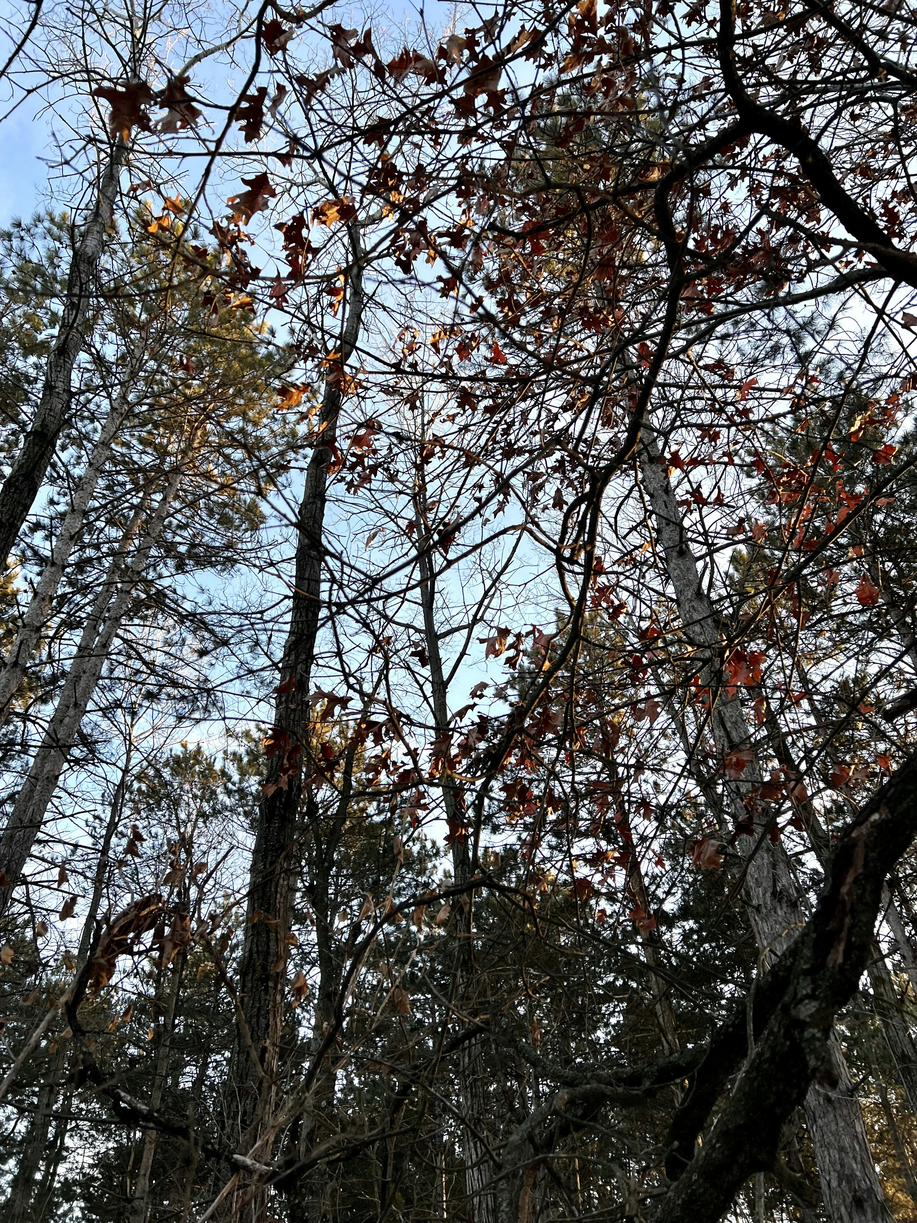 Photo by apaturairis