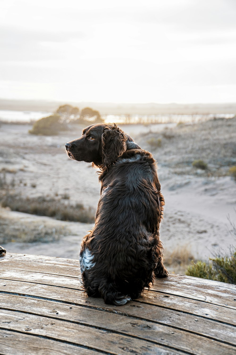 a brown dog sitting on top of a wooden bench