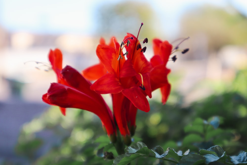 a close up of a red flower with a blurry background