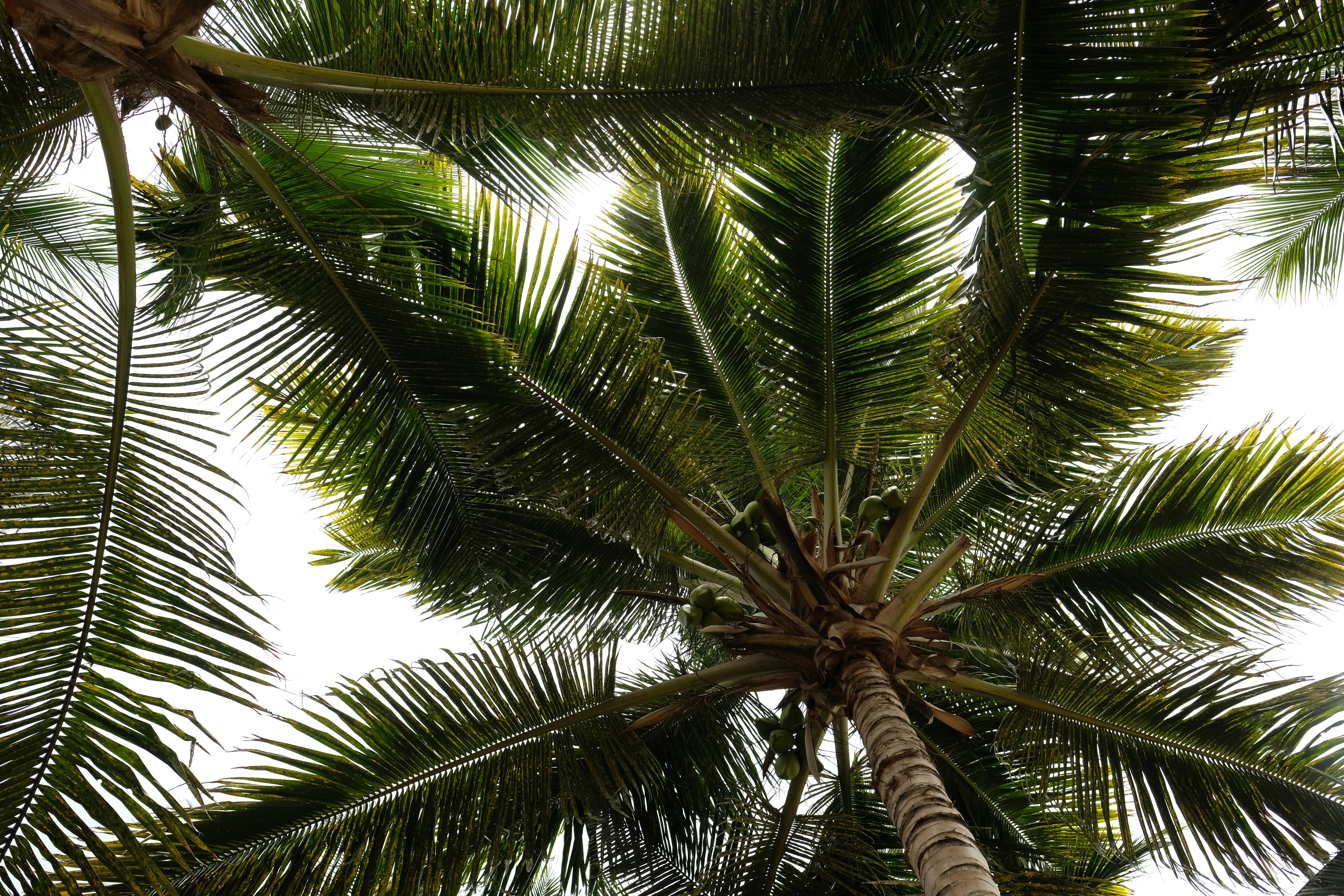 Choose from a curated selection of palm tree photos. Always free on Unsplash.