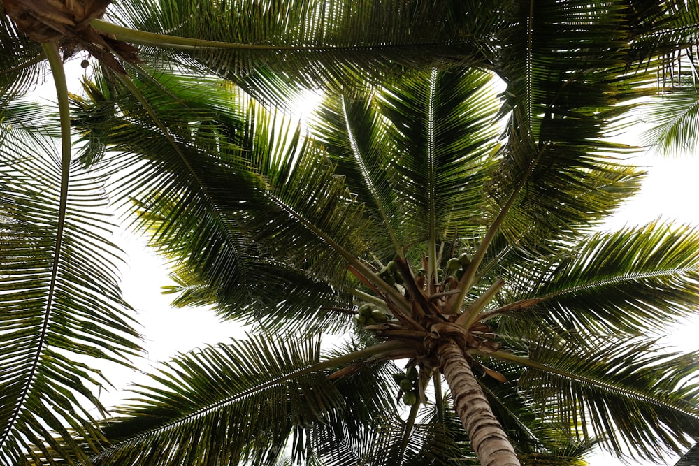 looking up at a palm tree from below