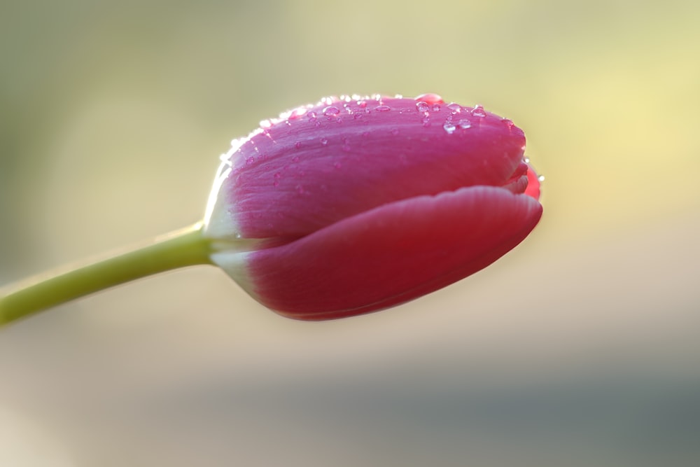 a single pink flower with water droplets on it