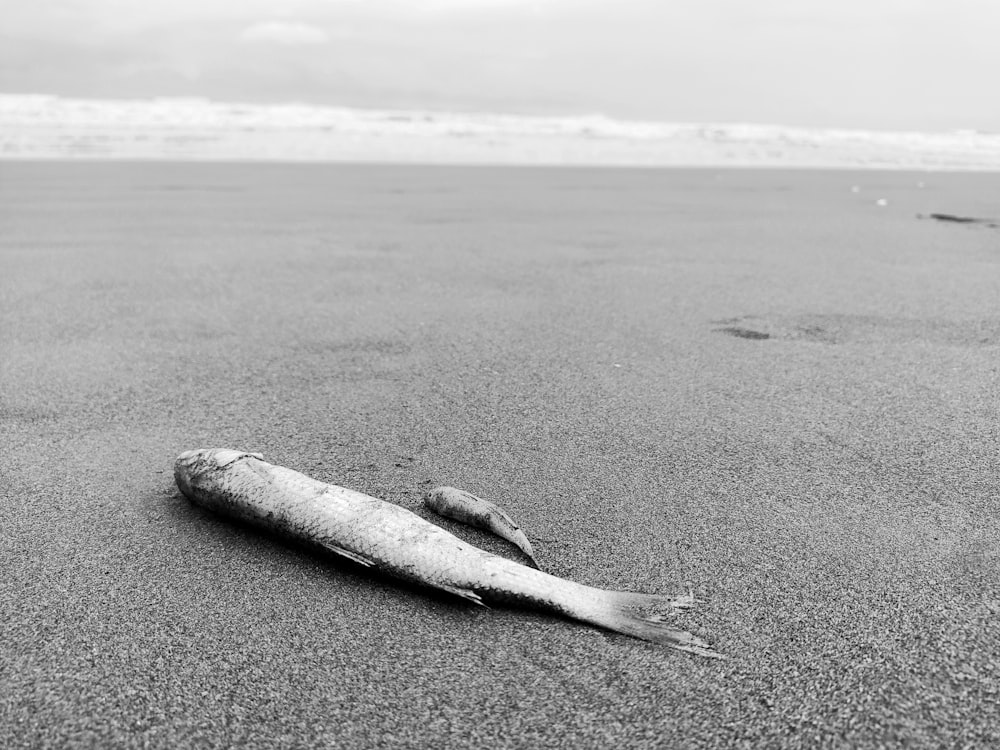 a dead fish laying on the sand at the beach