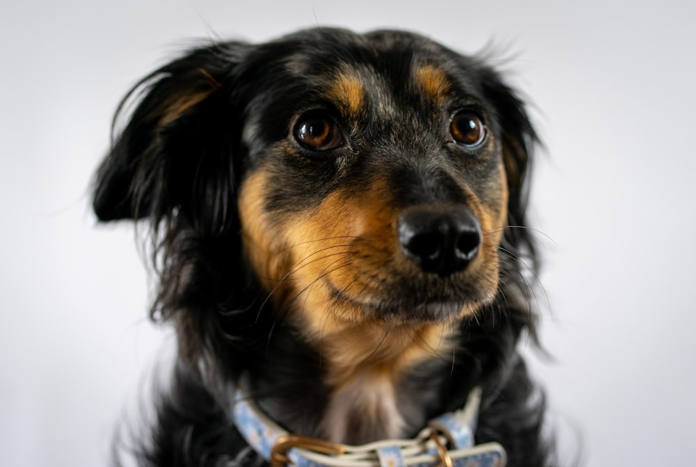 a black and brown dog wearing a blue collar