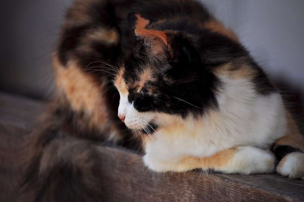 um gato calico sentado em cima de um sofá