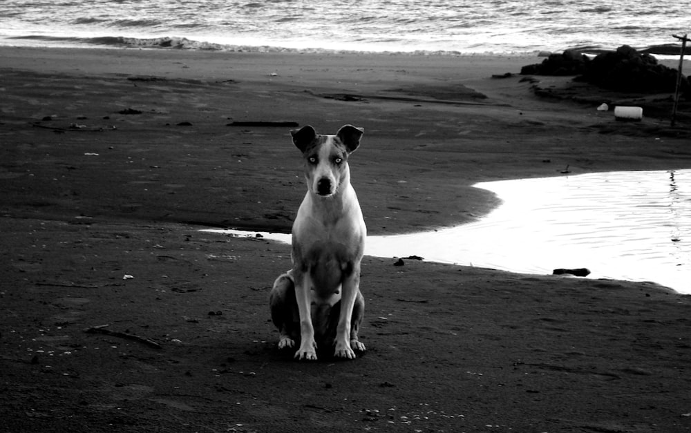 Un perro sentado en una playa junto a un cuerpo de agua