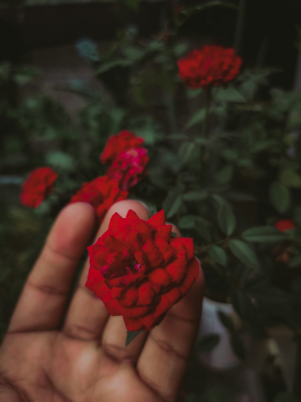 a hand holding a red flower in front of a bush