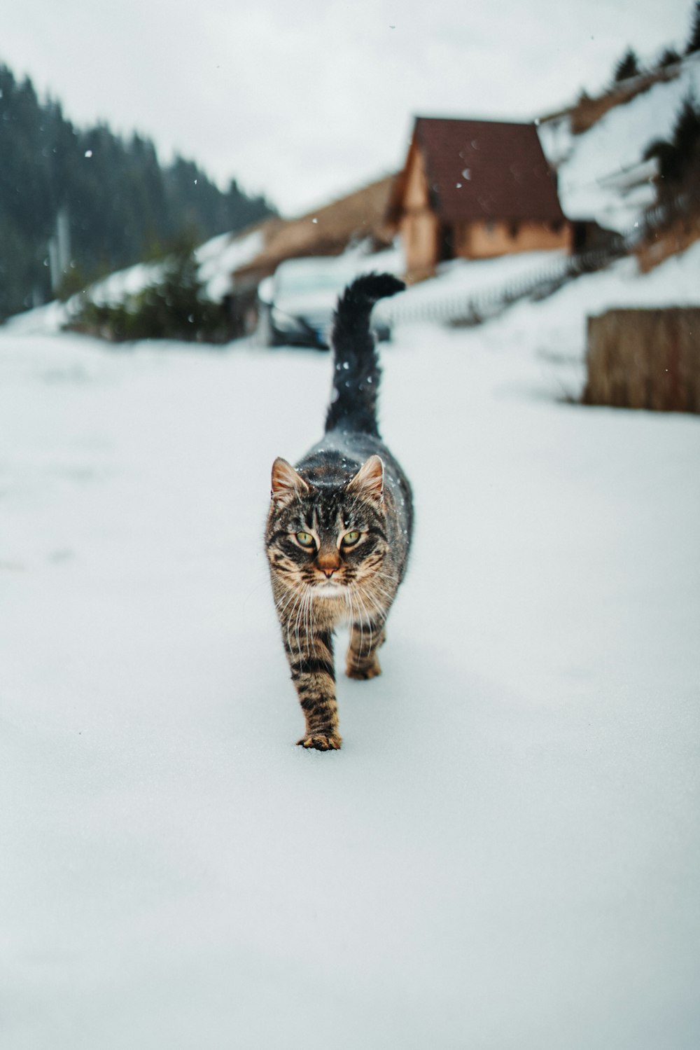 Un chat marchant dans la neige