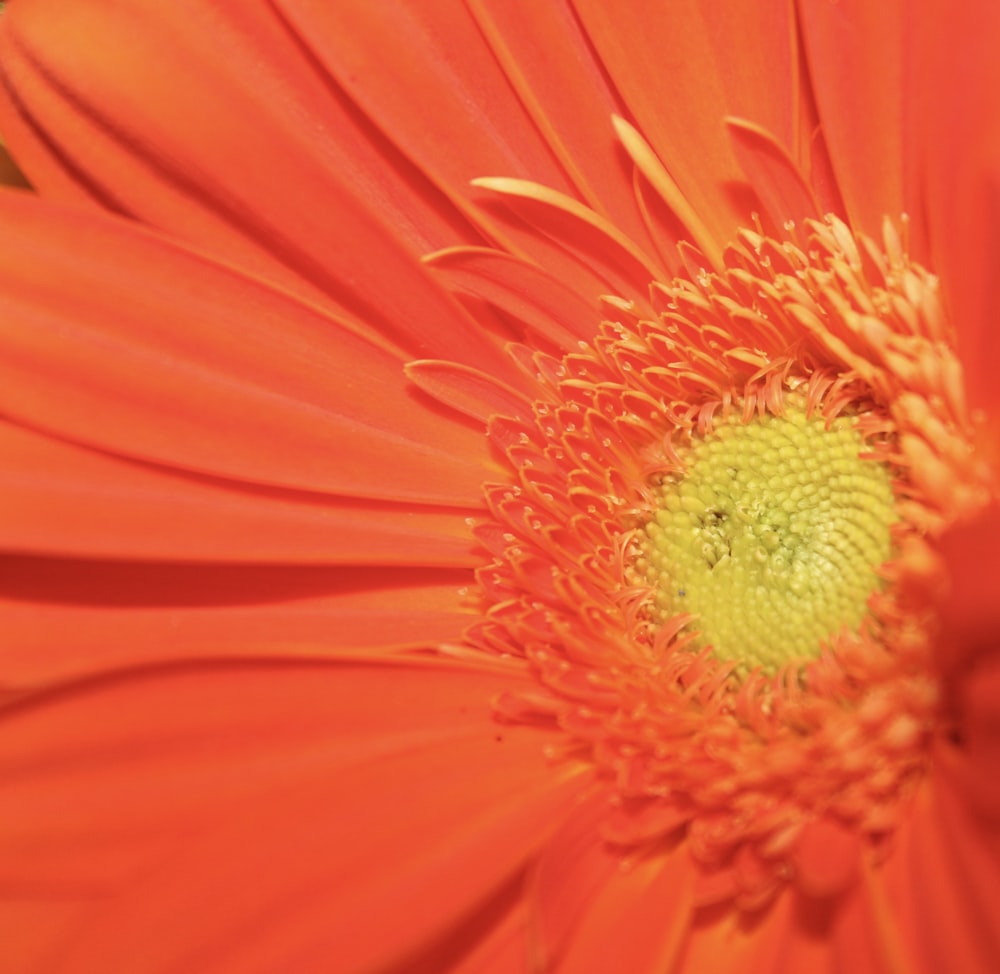 a close up of a bright orange flower