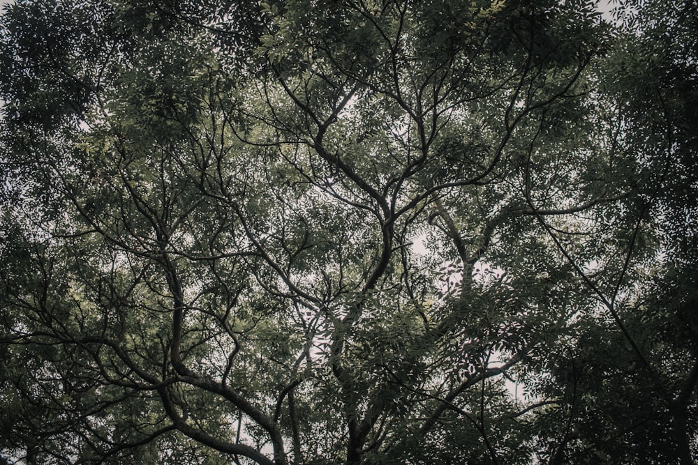 looking up into the canopy of a tree