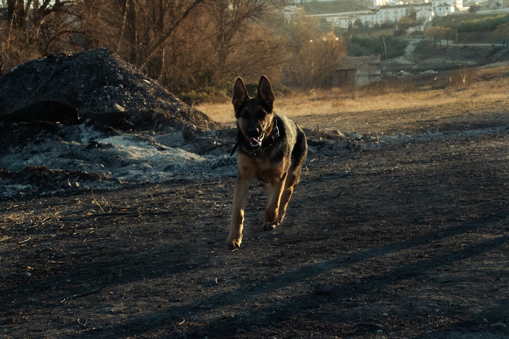 a dog running across a dirt field in the sun