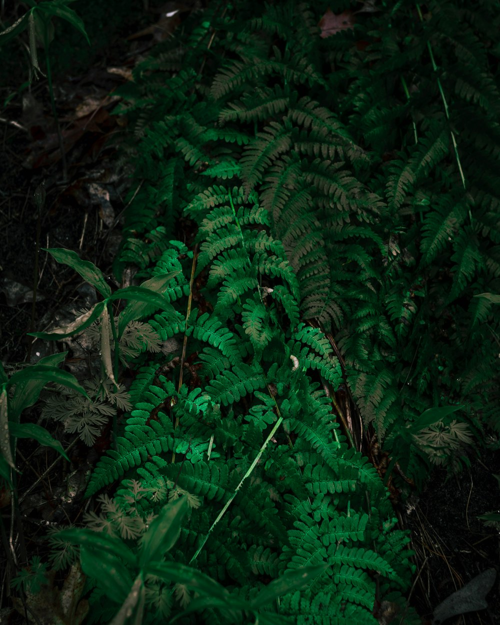 a close up of a bunch of green plants