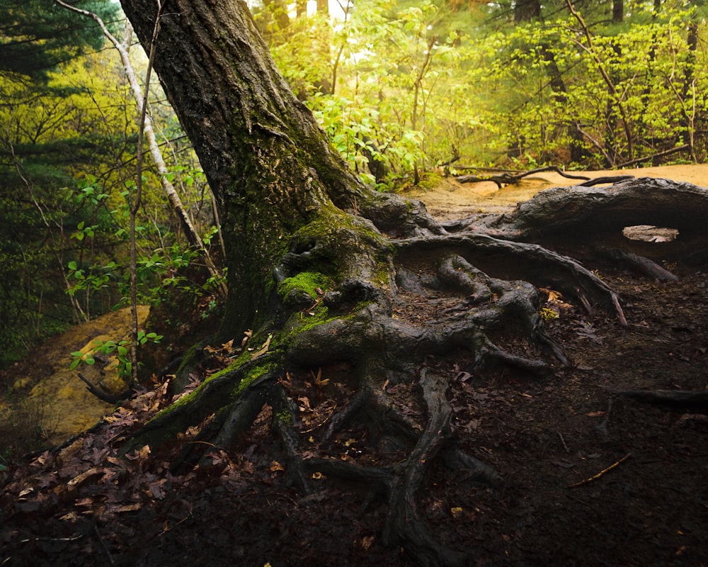 a large tree with very large roots in a forest